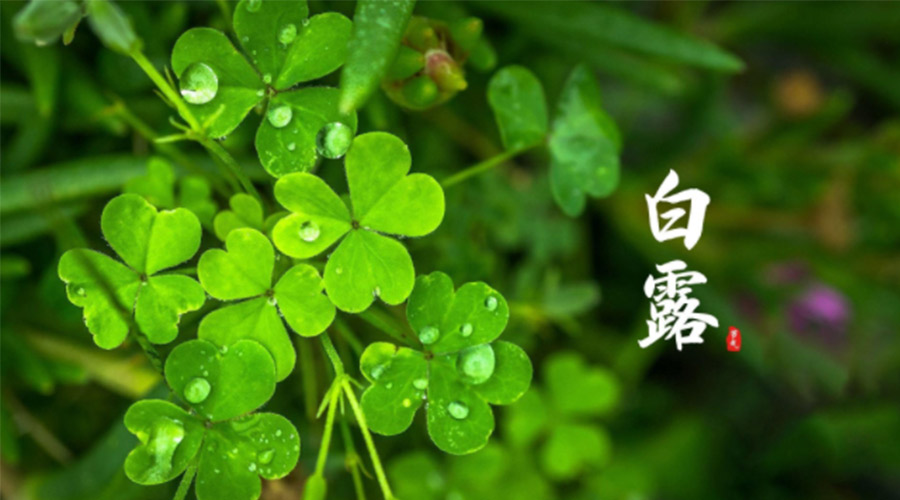 白露時(shí)節！ 金環(huán)電器提醒大家要注意這些事項